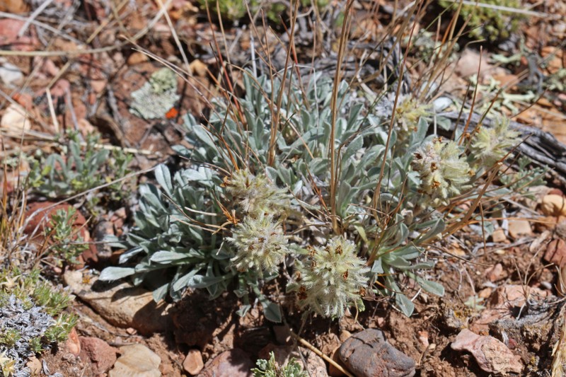 Tufted Cryptantha photo 4