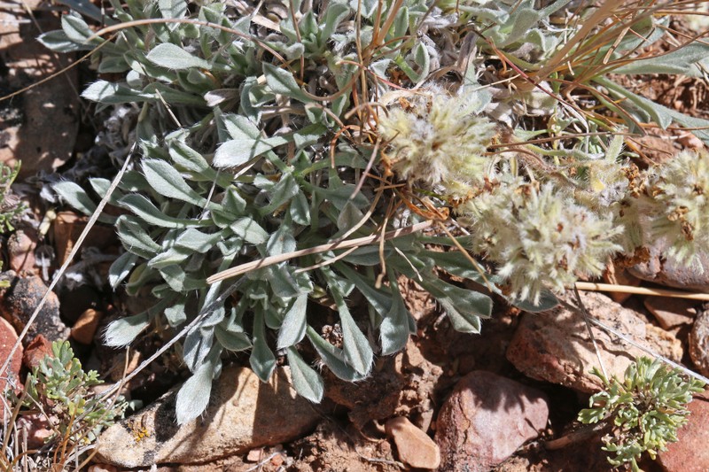 Tufted Cryptantha photo 5