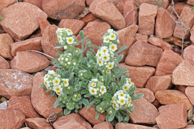 Tufted Cryptantha photo 6