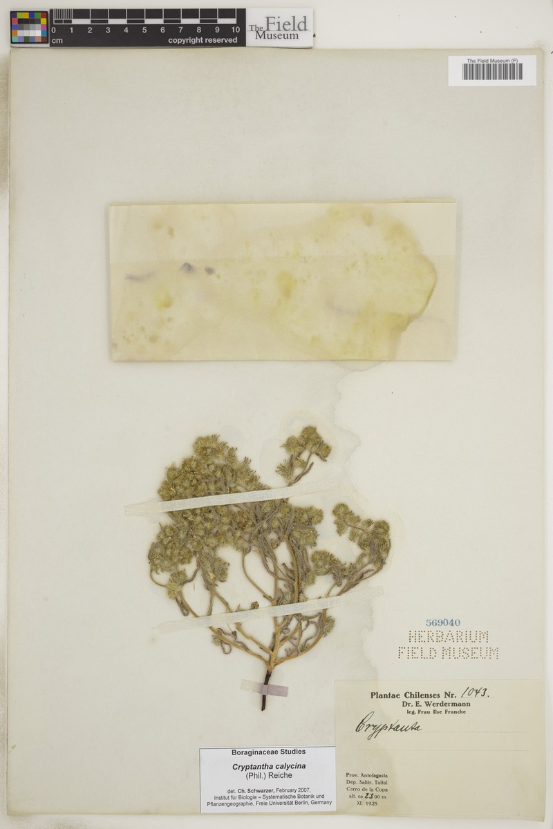 Cryptantha calycina
