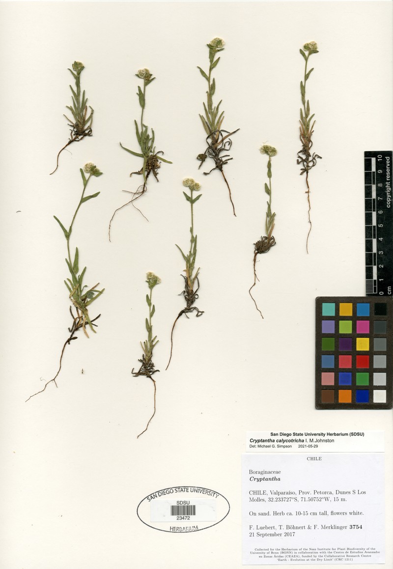 Cryptantha calycotricha photo 2