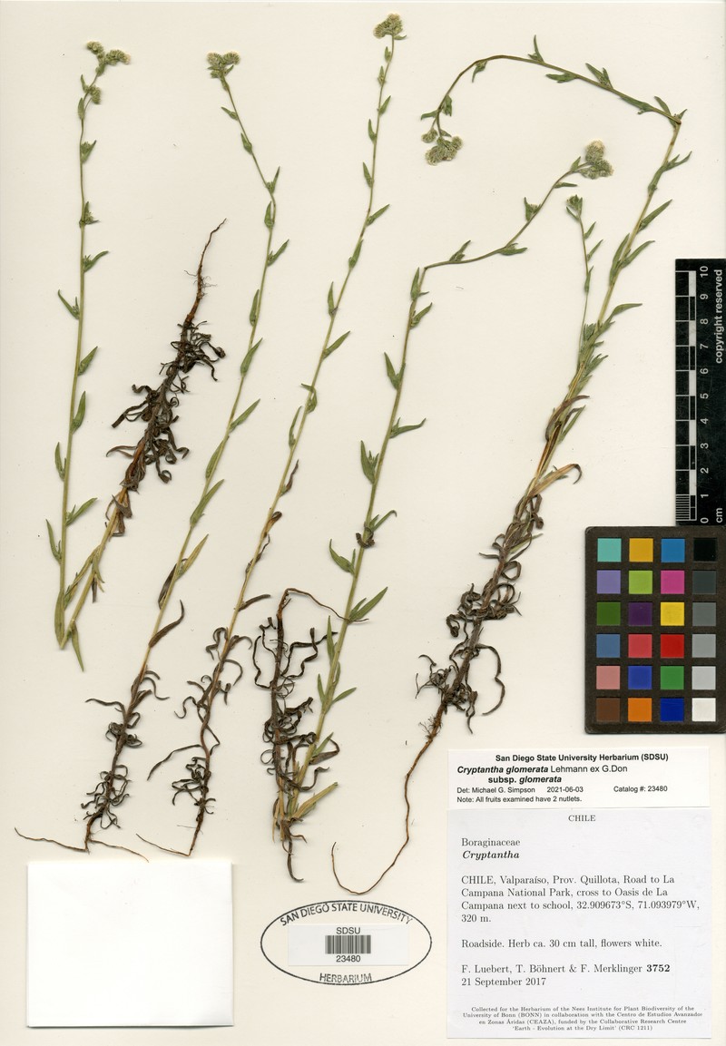 Cryptantha calycotricha photo 3