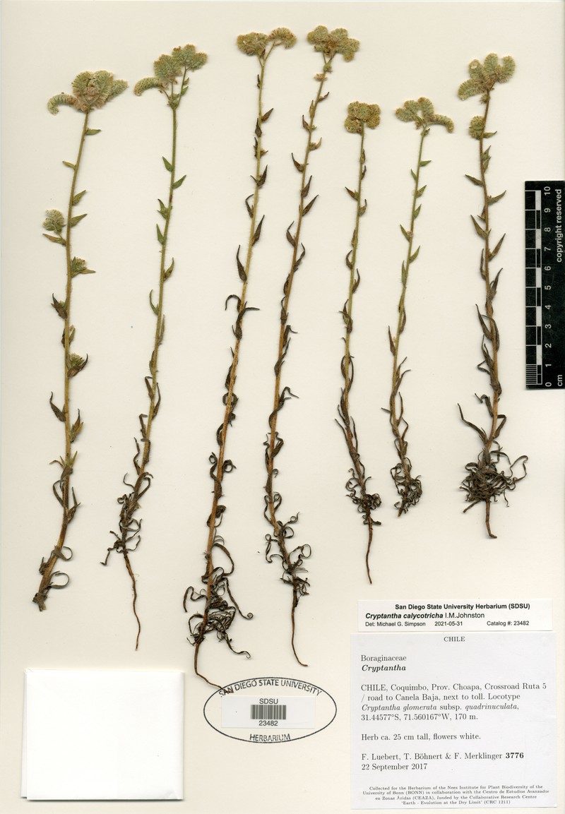 Cryptantha calycotricha photo 4