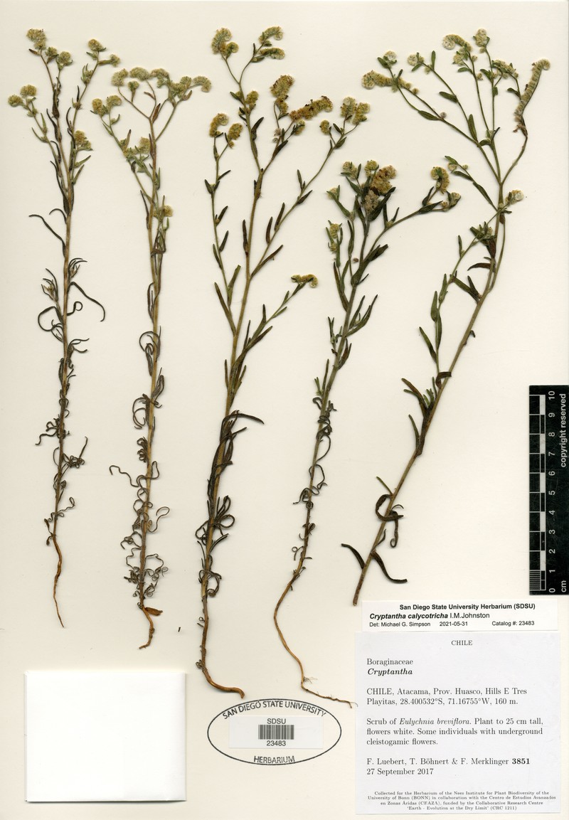Cryptantha calycotricha photo 5