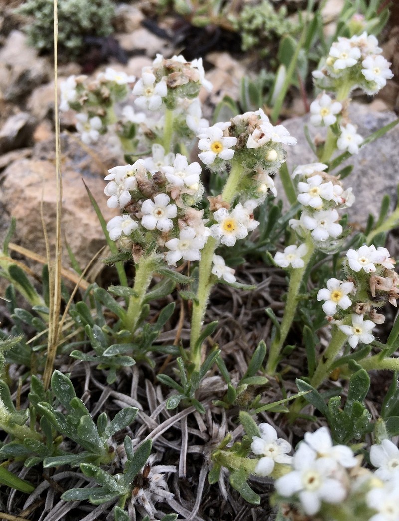 Mountain Cryptantha photo 2