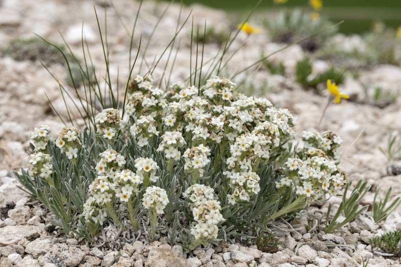 Mountain Cryptantha