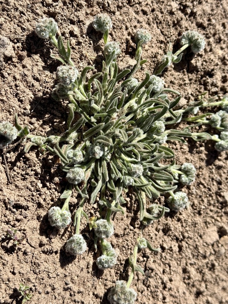 Cryptantha capituliflora photo 2