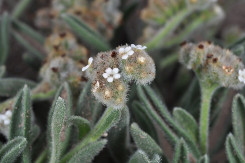 Cryptantha capituliflora photo 3