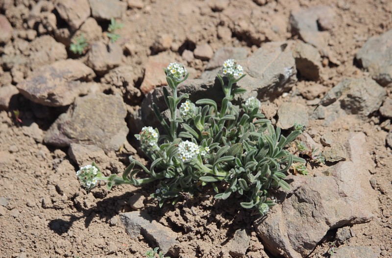 Cryptantha capituliflora photo 4