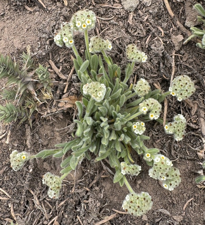 Cryptantha capituliflora photo 5