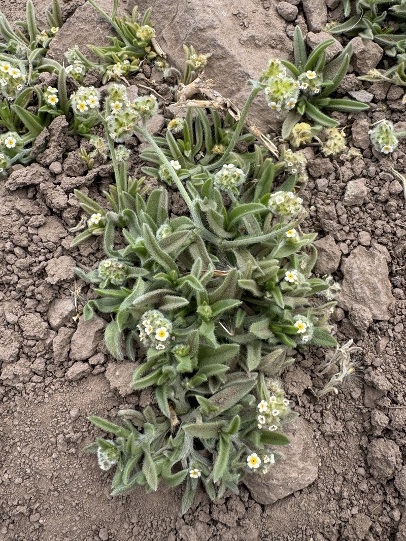 Cryptantha capituliflora photo 6