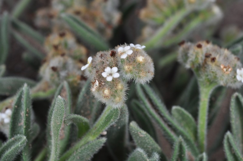 Cryptantha capituliflora photo 7