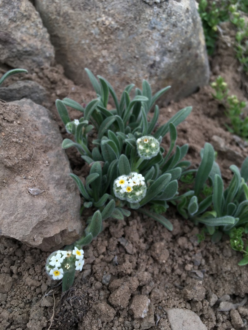 Cryptantha capituliflora photo 8