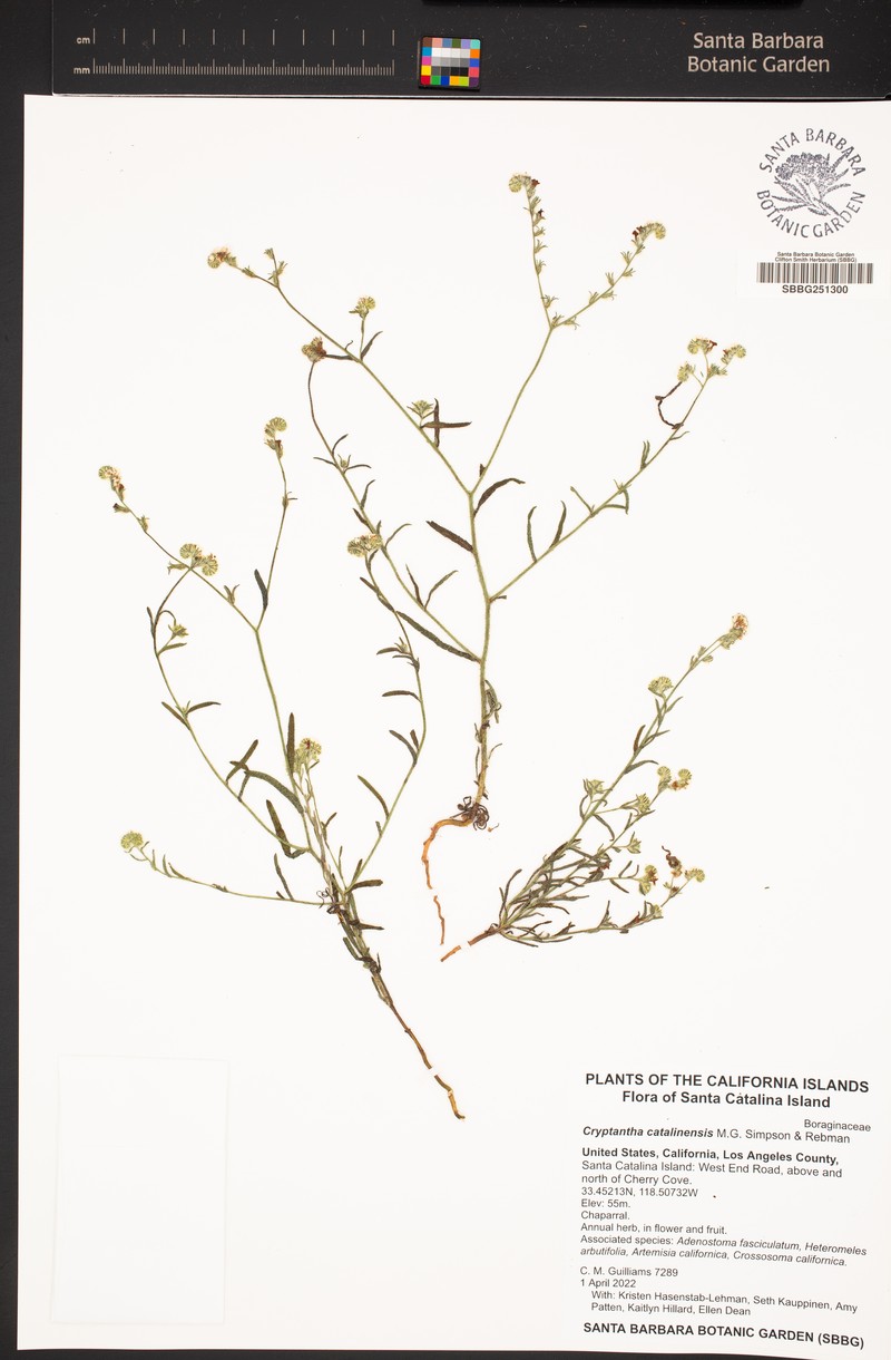 Cryptantha catalinensis photo 5