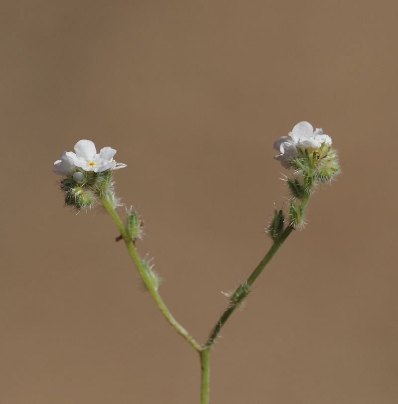 Cryptantha catalinensis photo 2