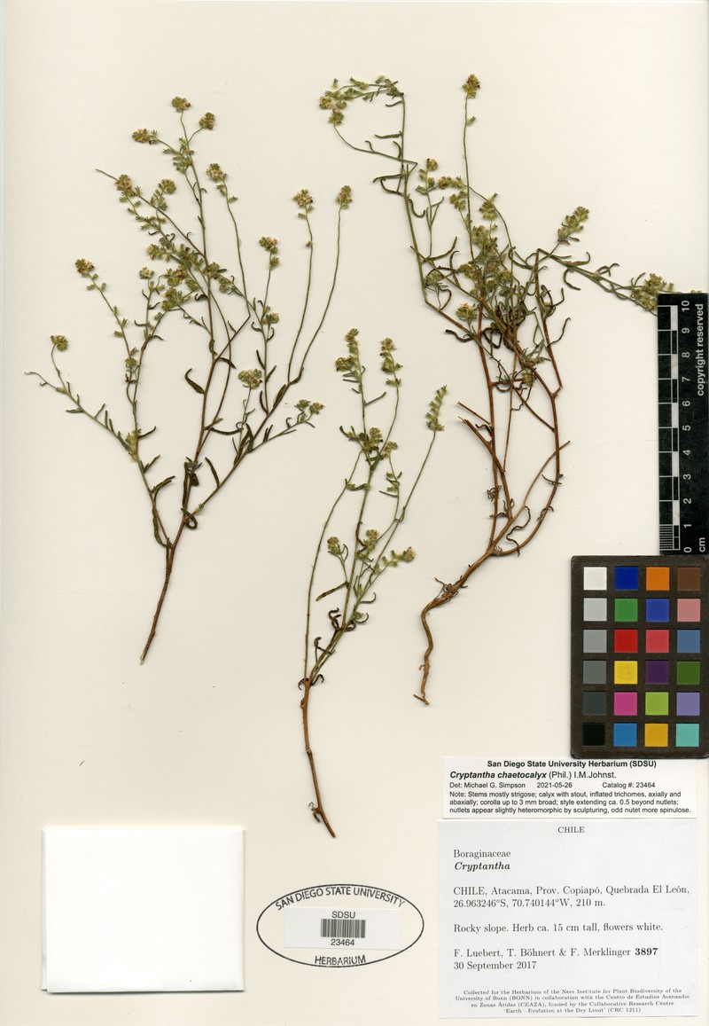 Cryptantha chaetocalyx