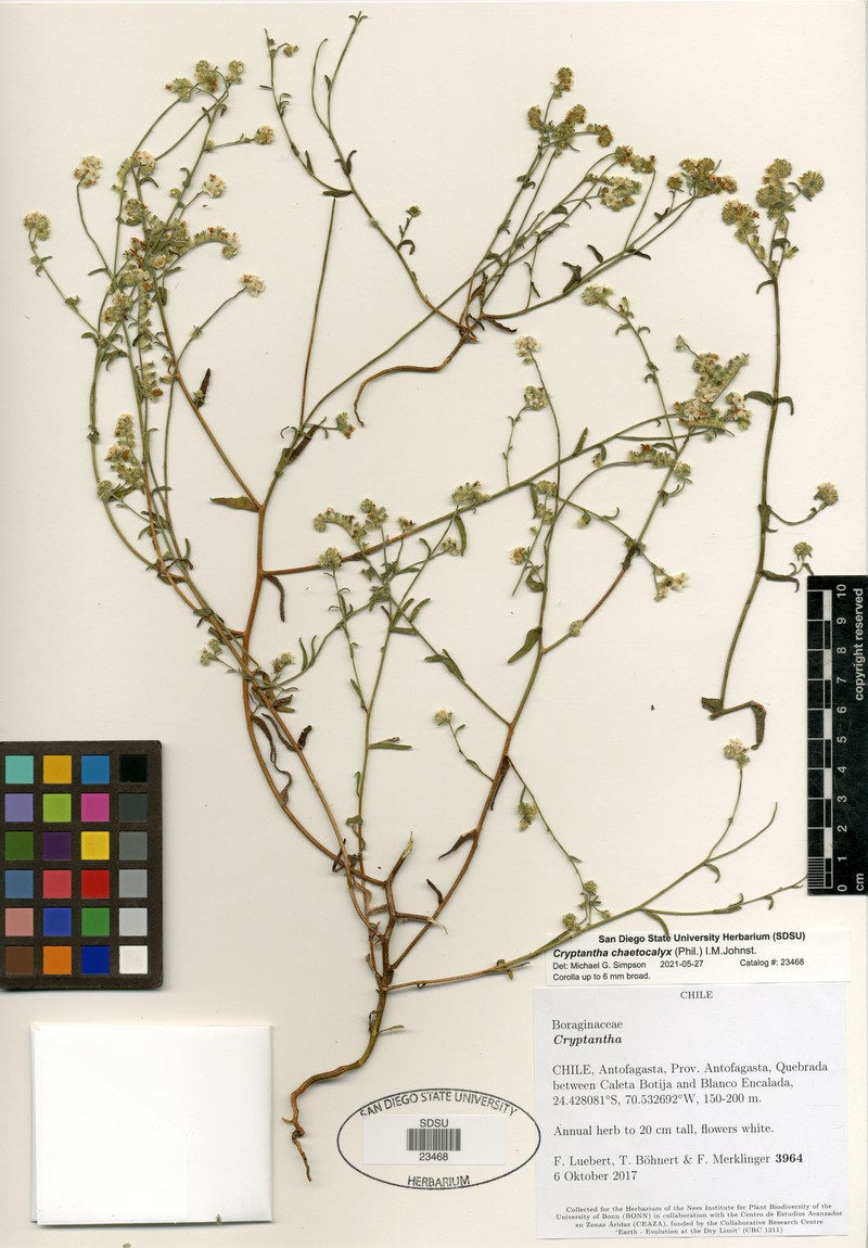 Cryptantha chaetocalyx photo 2