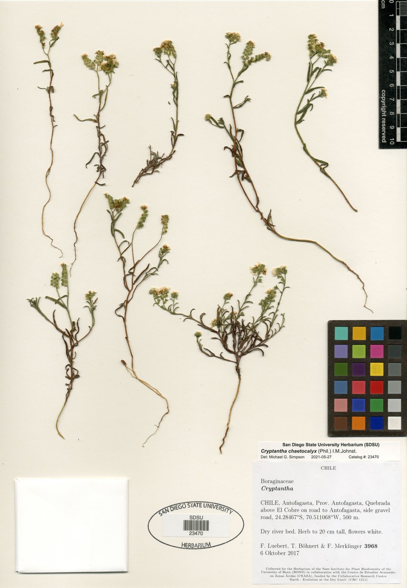 Cryptantha chaetocalyx photo 3