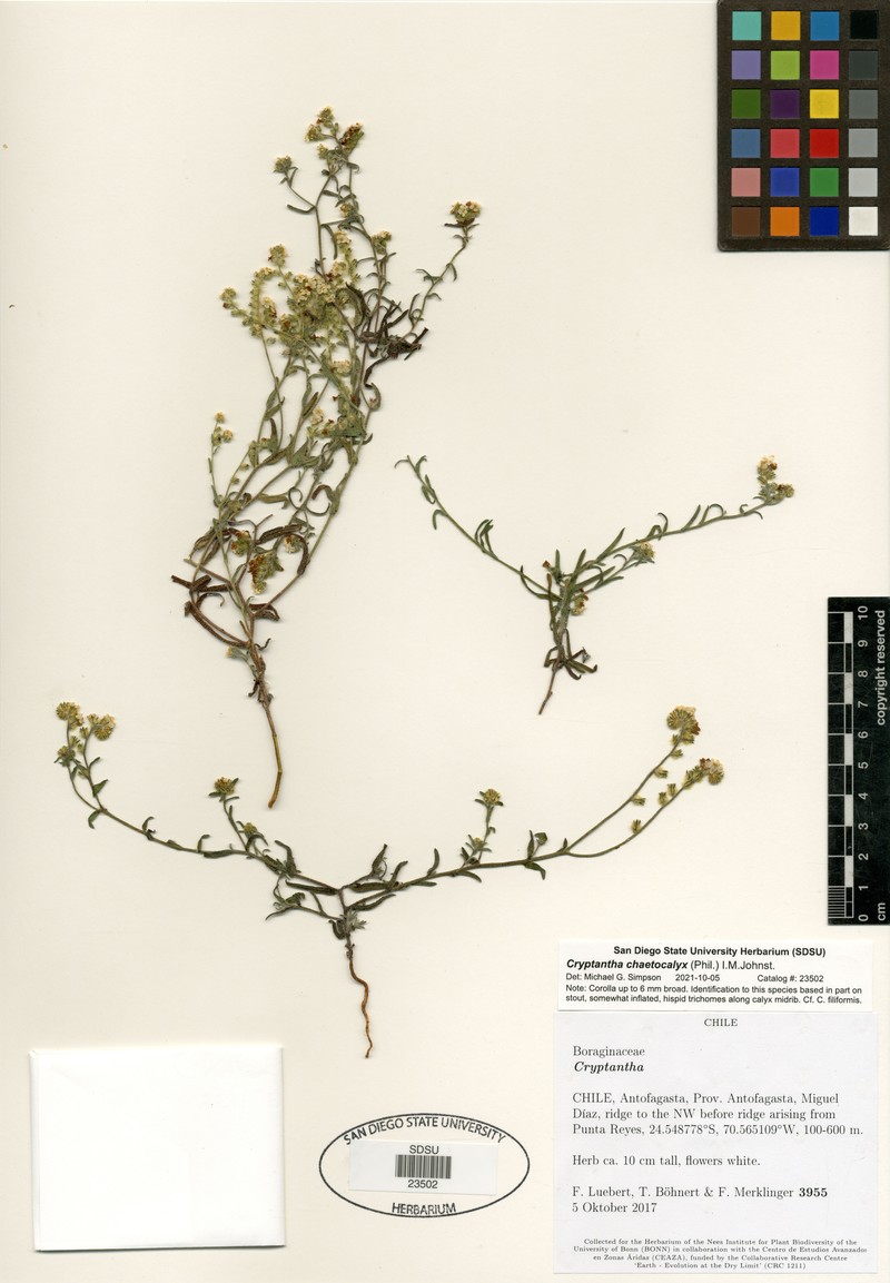 Cryptantha chaetocalyx photo 4