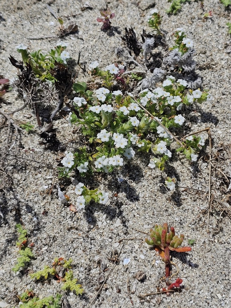 Cryptantha clementina