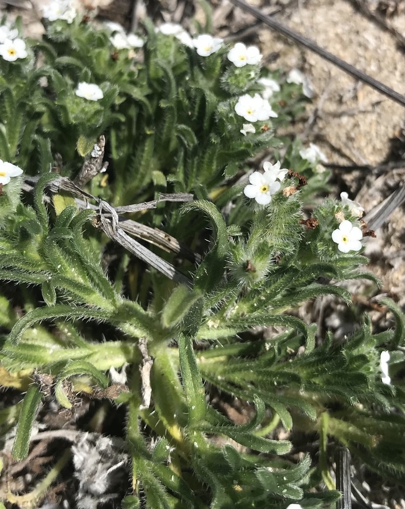 Cryptantha clementina photo 2