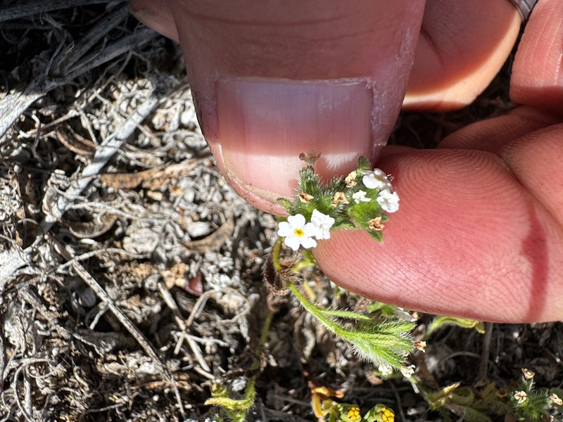 Cryptantha clementina photo 3