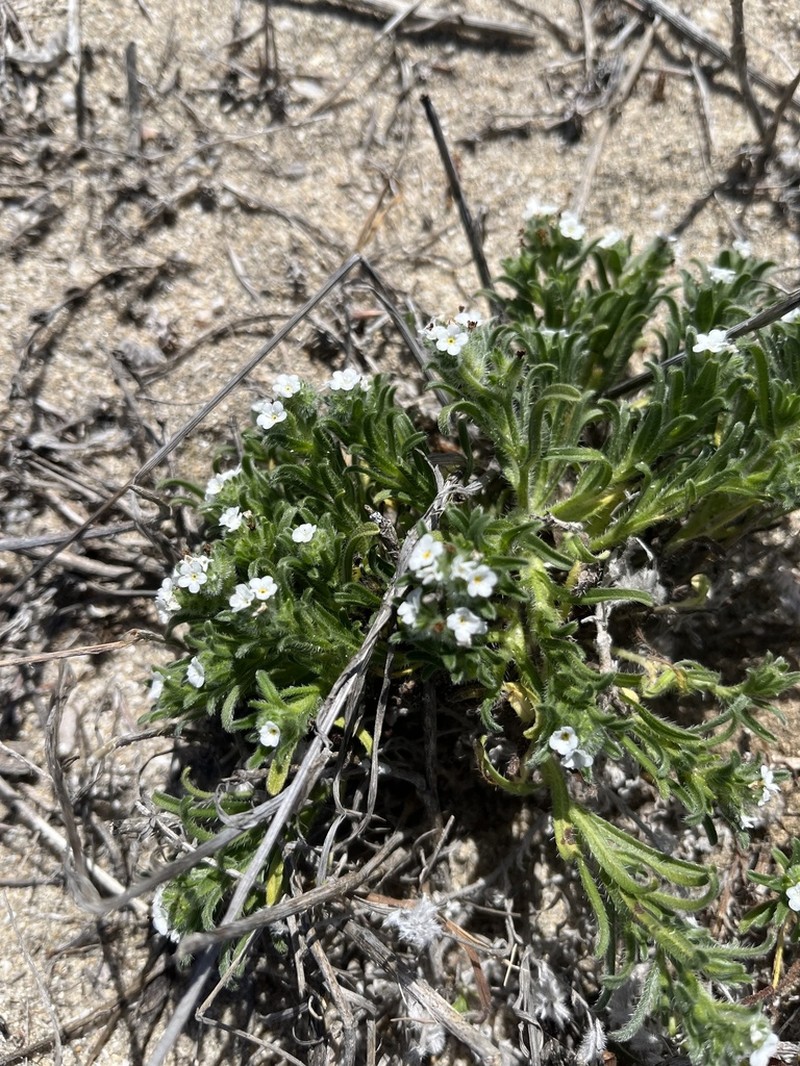 Cryptantha clementina photo 4