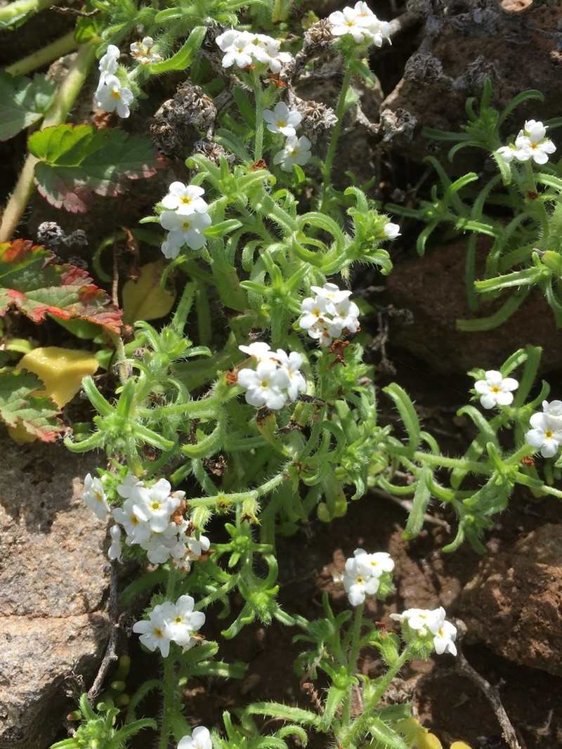 Cryptantha clementina photo 5