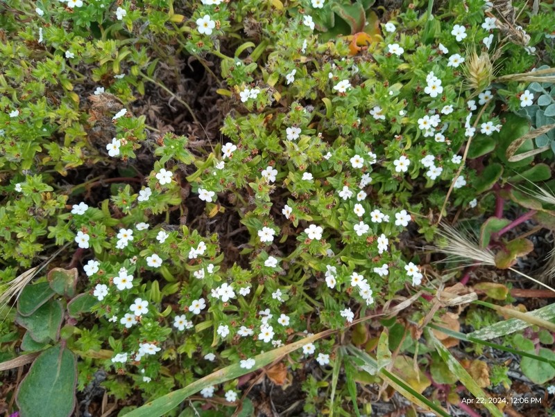 Cryptantha clementina photo 6