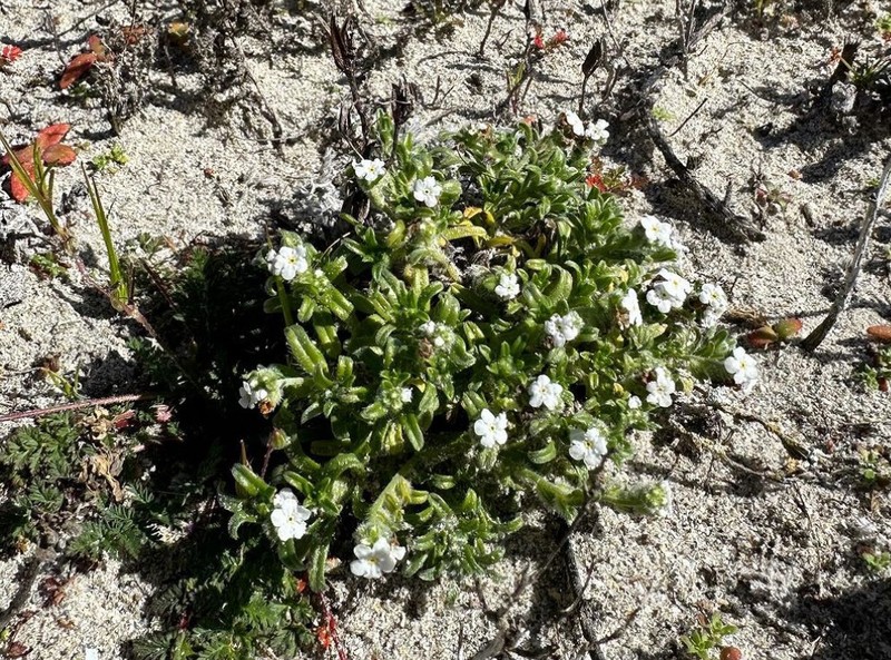 Cryptantha clementina photo 7