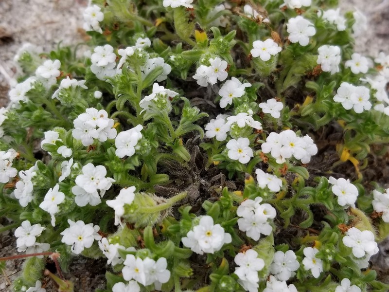 Cryptantha clementina photo 8