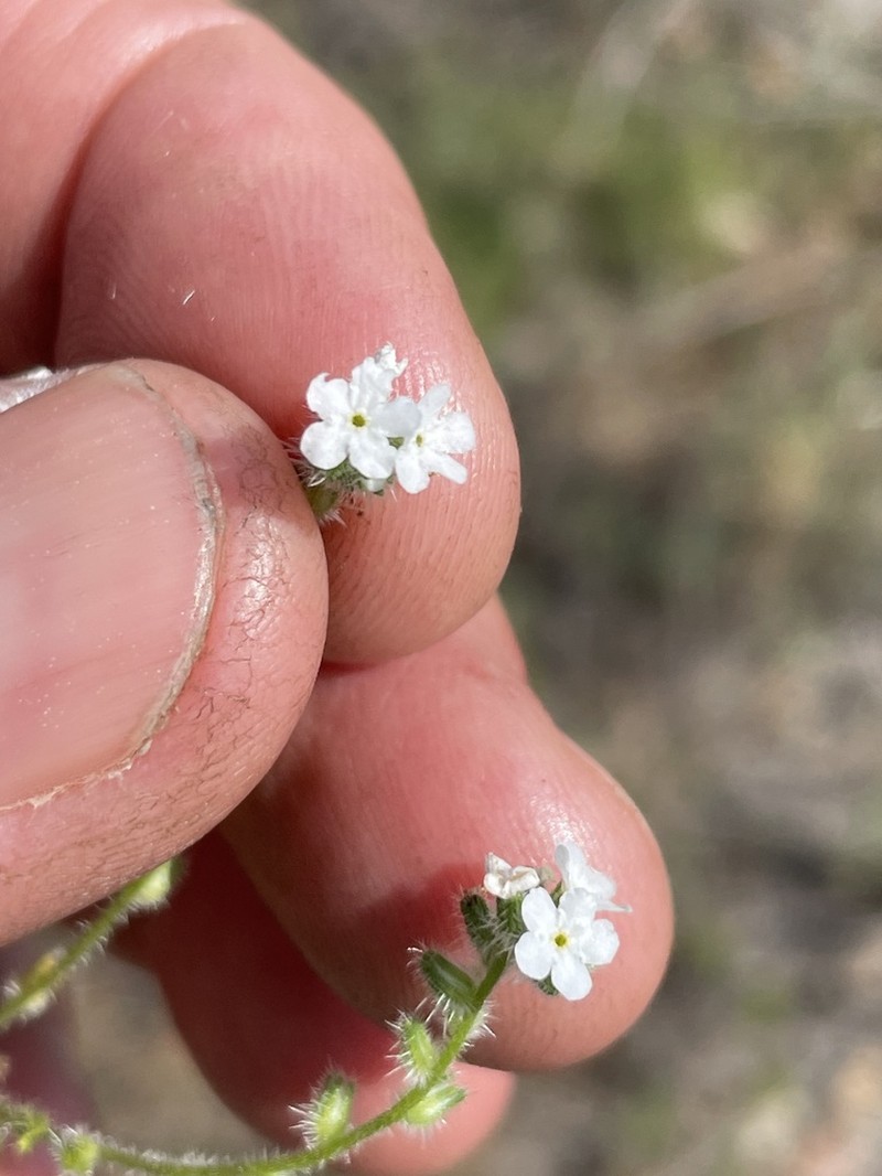 Cleveland's Cryptantha