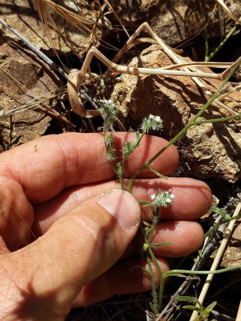 Cleveland's Cryptantha photo 2