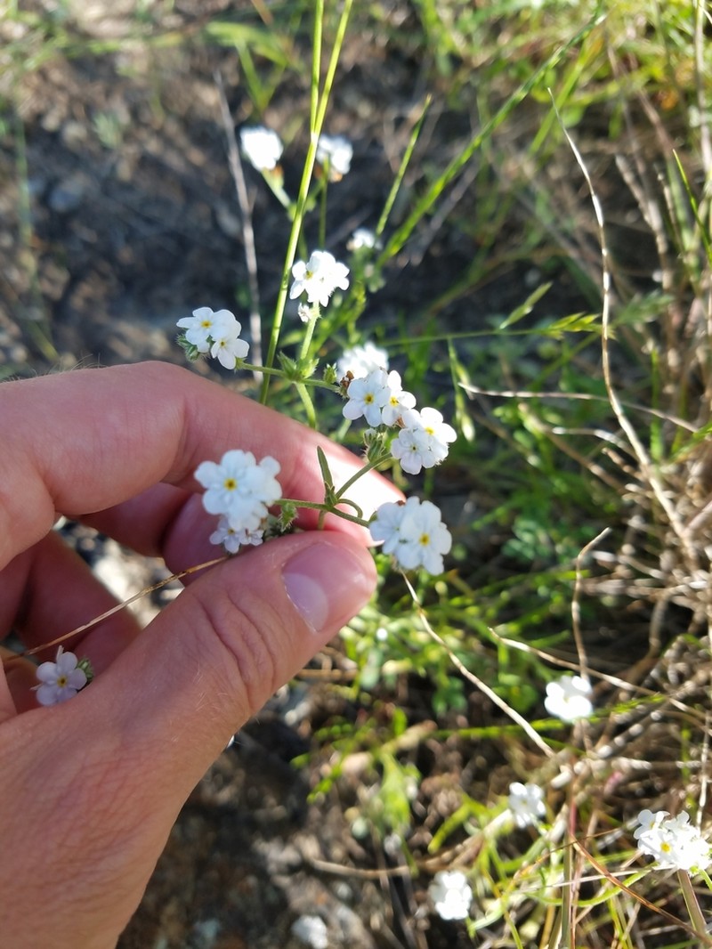 Cleveland's Cryptantha photo 3