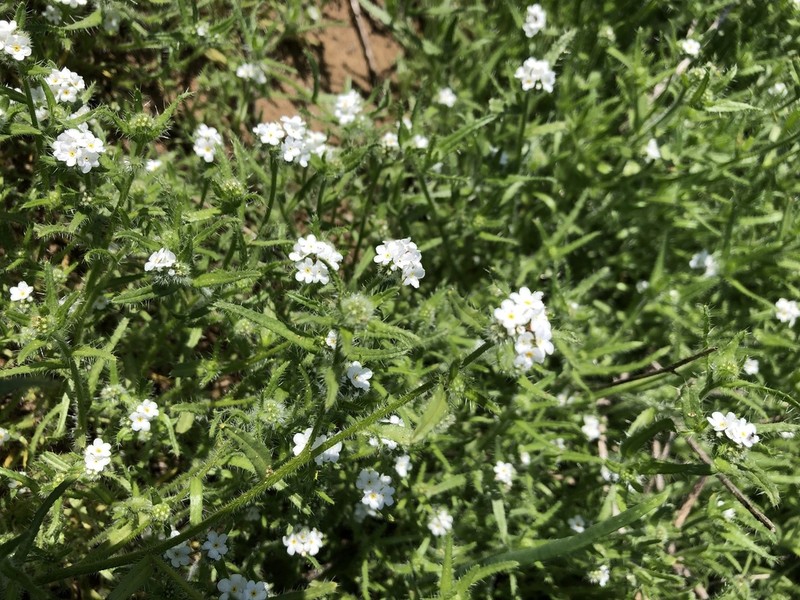 Cleveland's Cryptantha photo 4