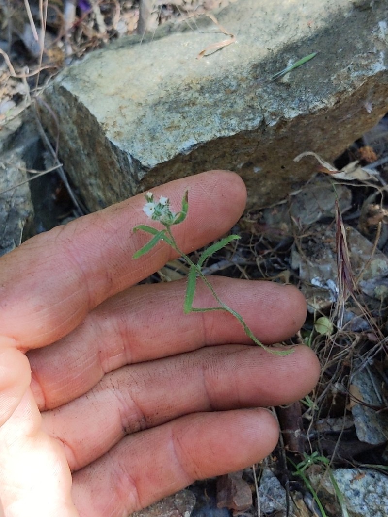 Cleveland's Cryptantha photo 5