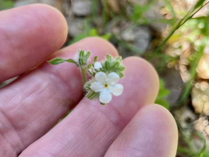 Cleveland's Cryptantha photo 6