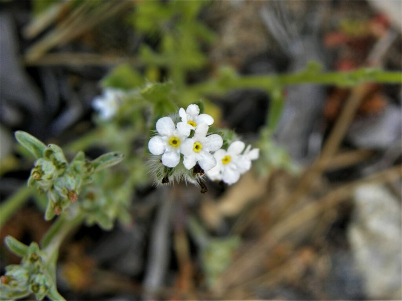 Cleveland's Cryptantha photo 7