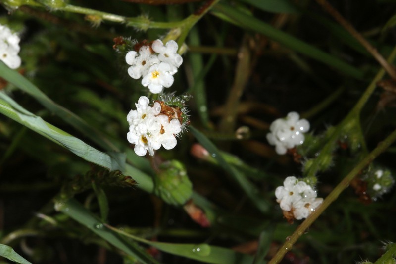 Cleveland's Cryptantha photo 8