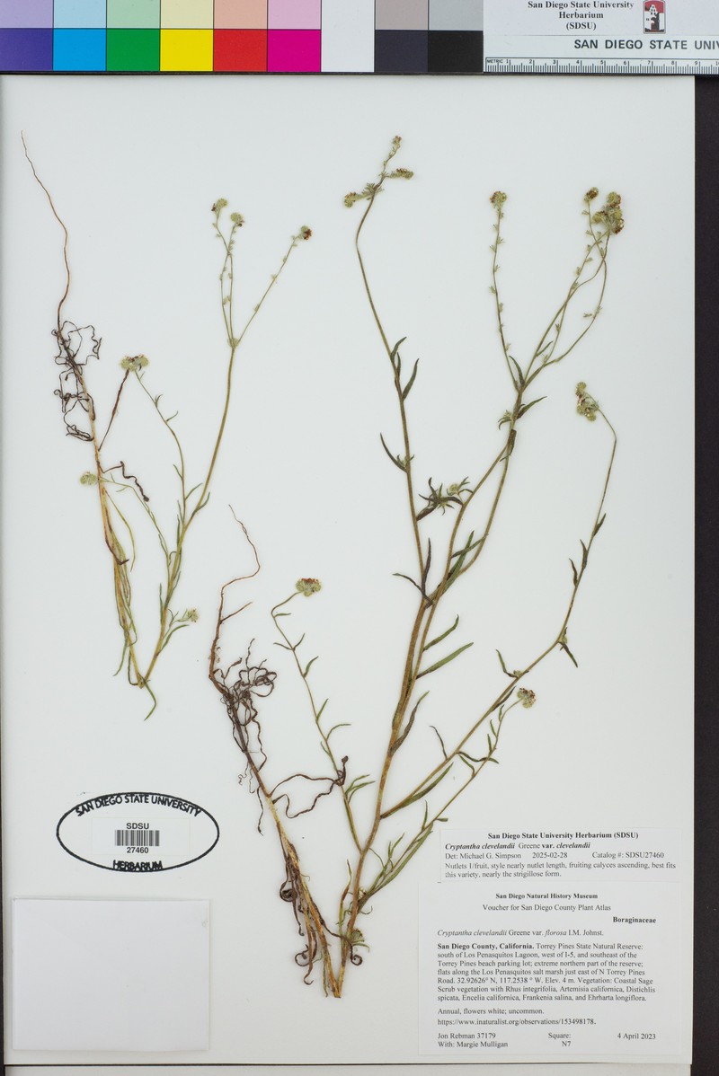 Cryptantha clevelandii var. clevelandii photo 3
