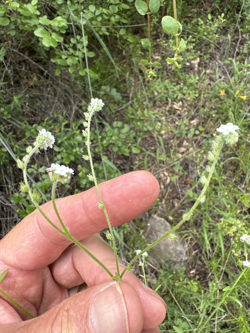 Cryptantha clevelandii var. clevelandii