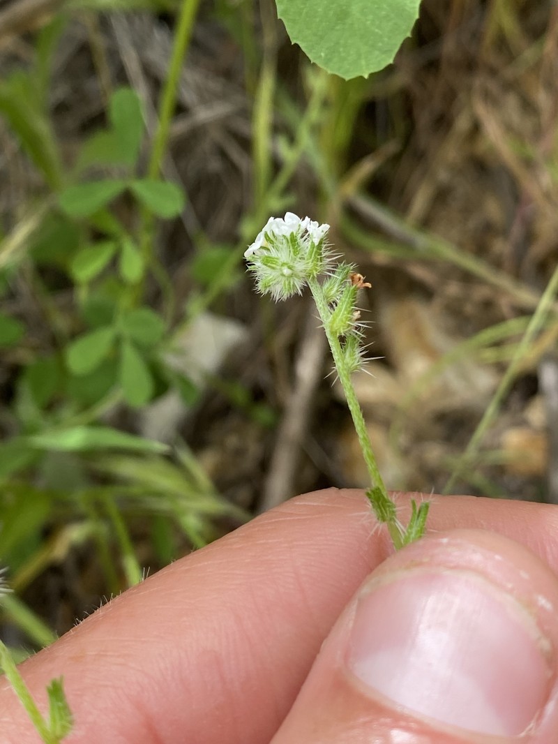 Cryptantha clevelandii var. florosa photo 3