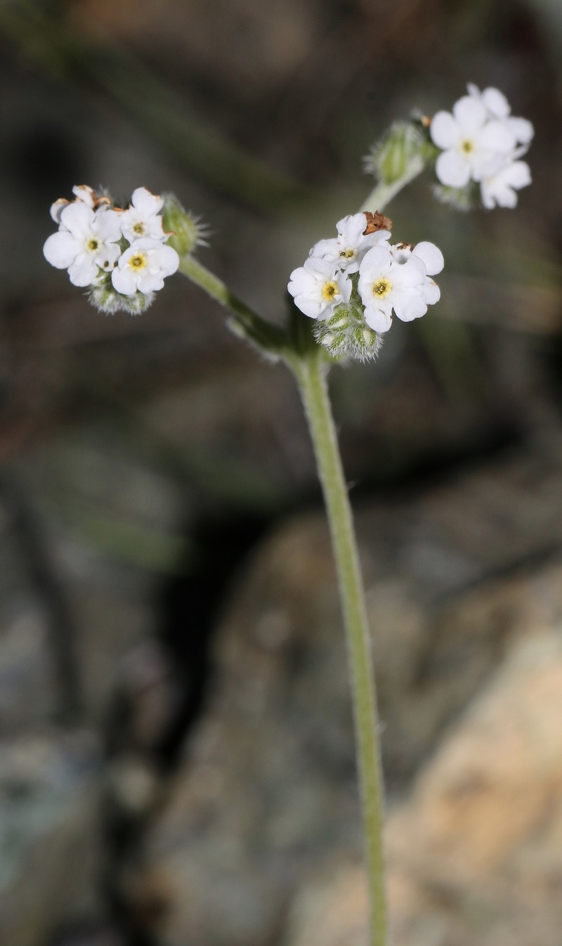 Cryptantha clevelandii var. florosa photo 5