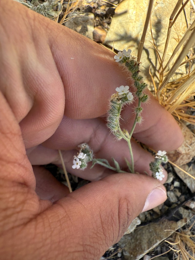 Cryptantha clevelandii var. florosa photo 6