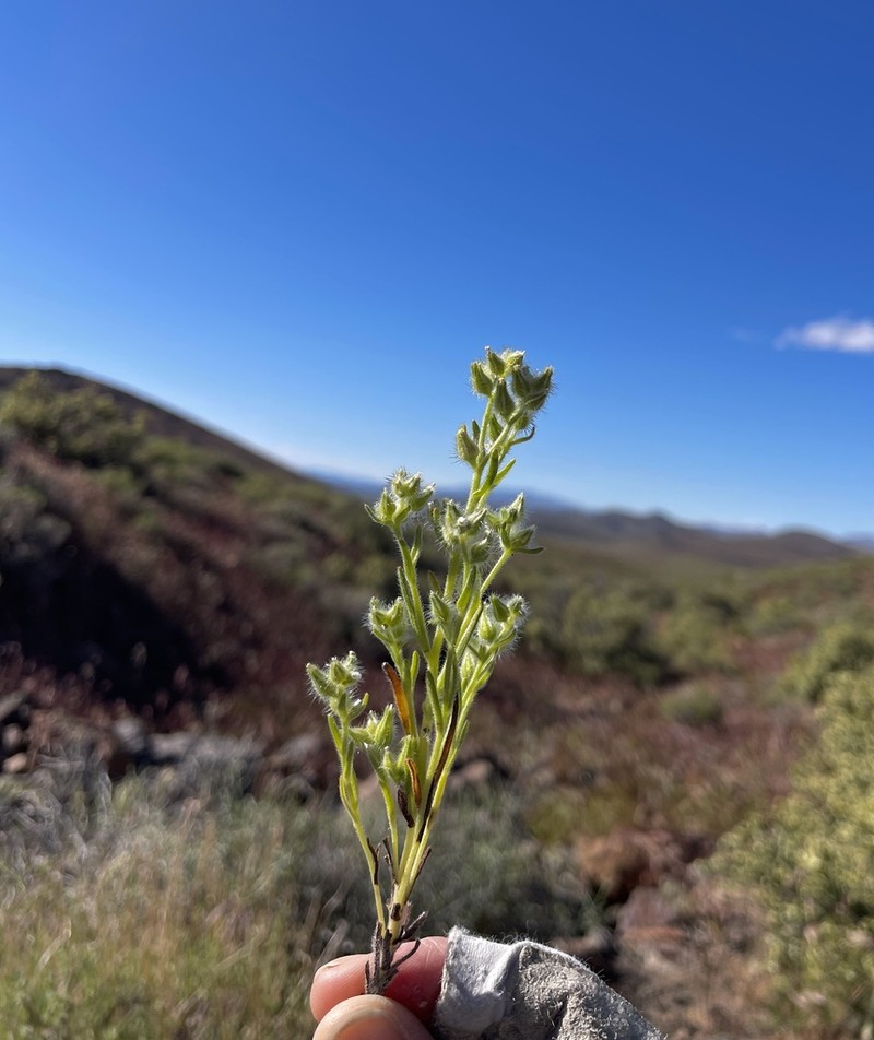 Clokey's Cryptantha