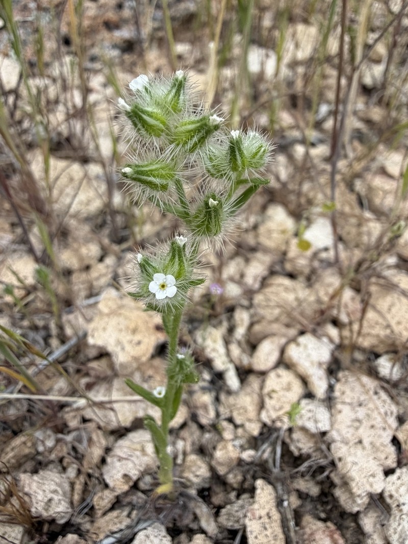 Clokey's Cryptantha photo 2
