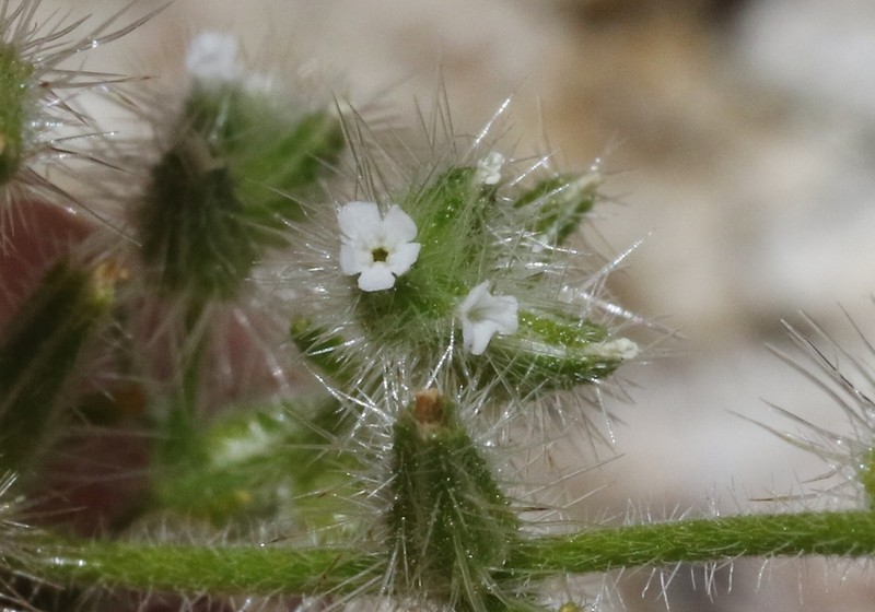 Clokey's Cryptantha photo 3