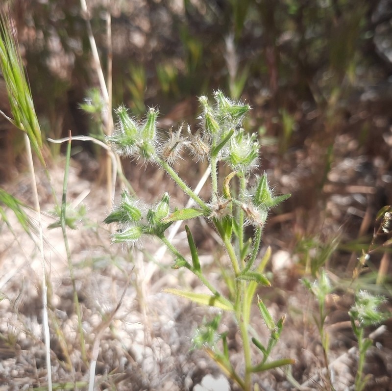 Clokey's Cryptantha photo 7