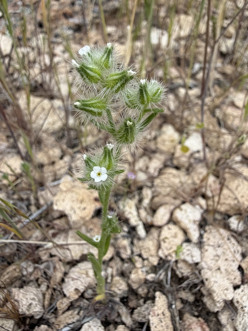 Clokey's Cryptantha photo 8