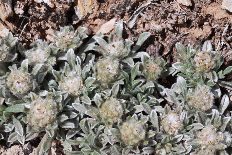 Compact Cryptantha photo 2